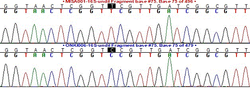 sample from DNA sequence chart